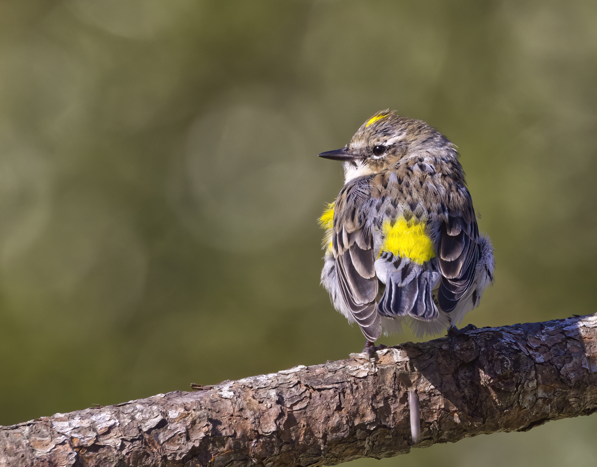 Yellow-rumped Warbler NE FL