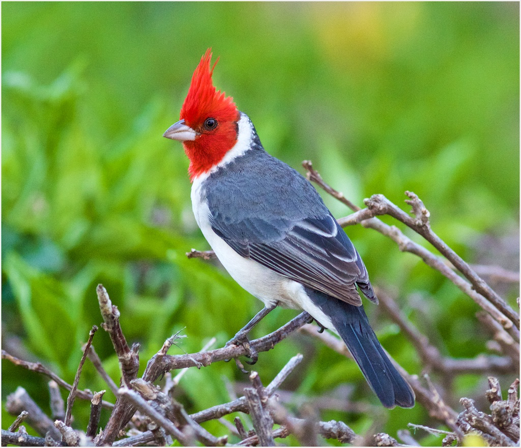 Red-crested Cardinal