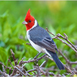 Red-crested Cardinal.jpg