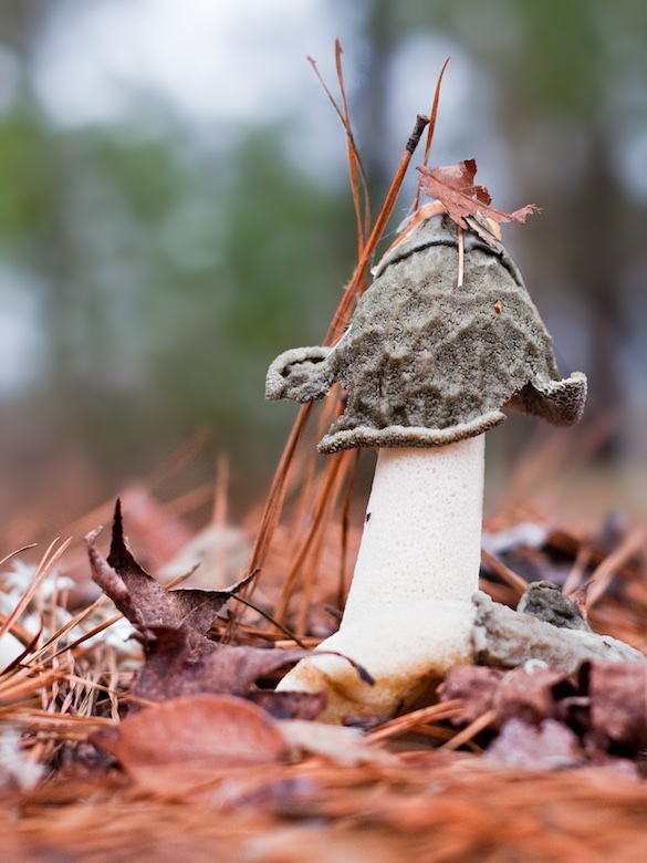 Mushroom Cap