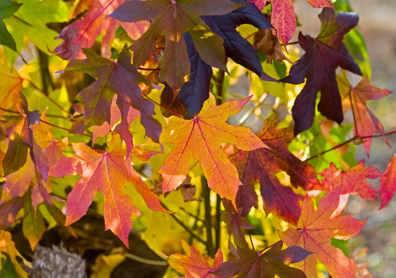 Sweet Gum in Autumn