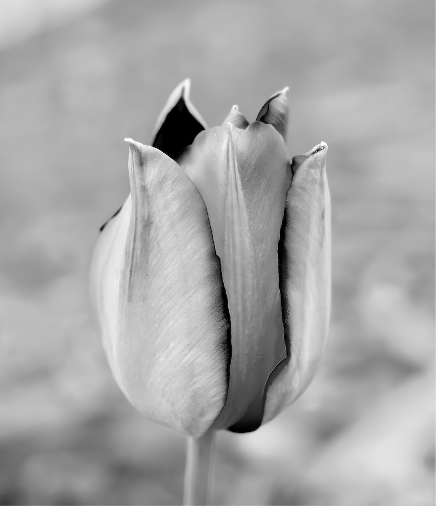 Tulip